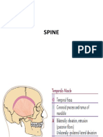 Spine