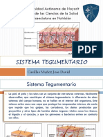 Presentacion Sistema Tegumentario Morfofisiologia