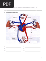 Sistema Circulatório Humano - Revisões