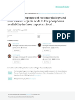 Contrasting Responses of Root Morphology and Root-Exuded Organic Acids To Low Phosphorus Availability in Three Important Food..