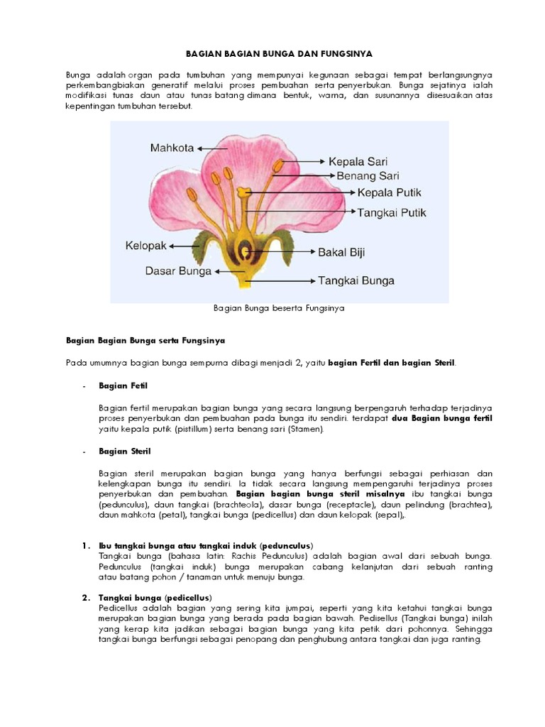 Bagian putik sari mahkota yang benang bunga bunga tangkai bunga dan memiliki kelopak yaitu semua Tumbuhan Angiospermae: