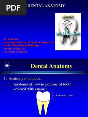 Dental Anatomy 1 Pdf Tooth Dentin