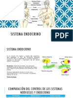 Sistema Endocrino