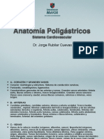 Sistema Cardiovascular