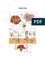 Tugas Ipa Mia