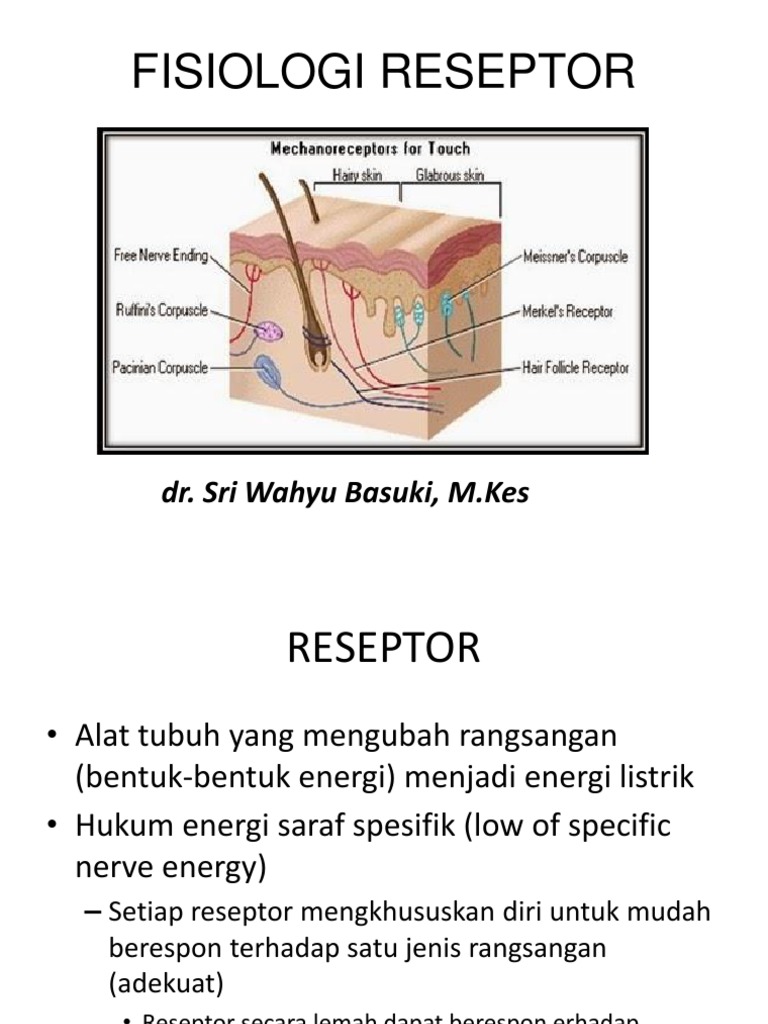 Jenis dan Mekanisme Reseptor Sensorik | PDF | Pengembangan Diri