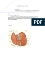 Arteri Hepatica Propria