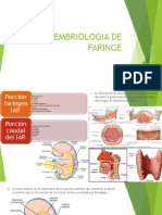Embriologia de Faringe