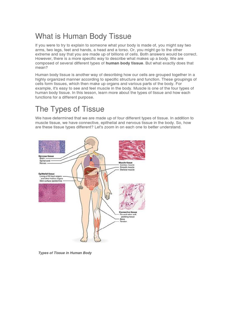 What Is Human Body Tissue PDF Biology Diagrams