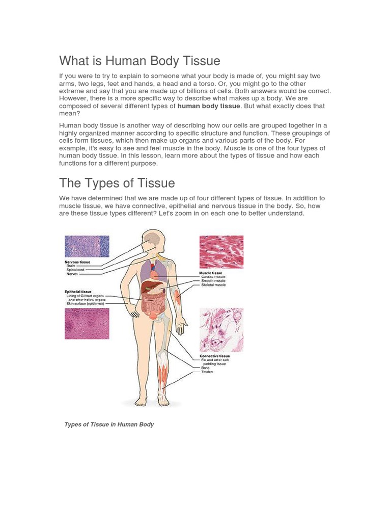 What is Human Body Tissue.pdf | Tissue (Biology) | Epithelium