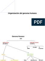 1 - Cromosomas