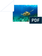 TORTUGA DE MAR.docx