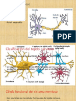 Tejido Nervioso Bien Esplicado