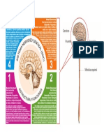 Sistema Nervioso Estructuras y Funciones