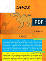 Description Text About Camel