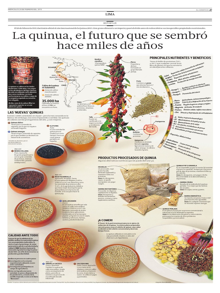 Infografía Quinua PDF Quinua Cereales