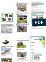 CARACTERISTICAS DE LAS AVES.docx