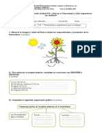 Evaluación 6 Año Fotosíntesis 2017