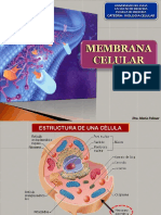 4- ESTRUCTURA MEMBRANA CELULAR - B2b2015.pptx