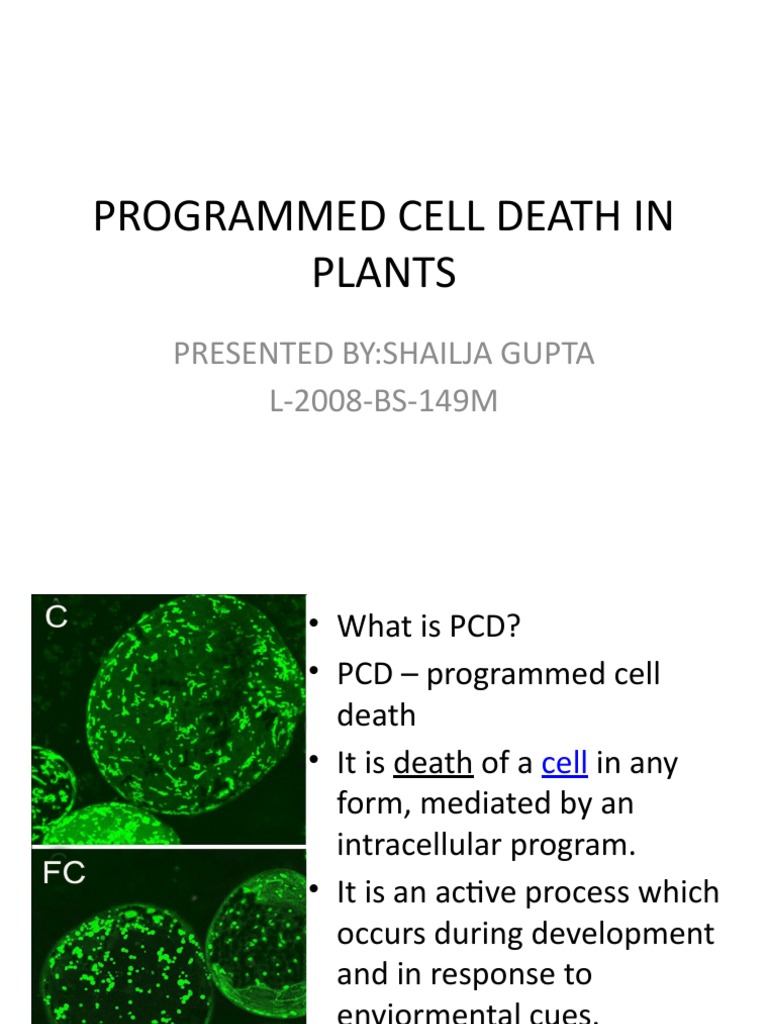 Programmed Cell Death in Plants Presented ByShailja Gupta L2008BS
