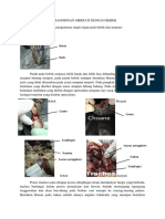 Metode Nekropsi Pada Itik Dan Merpati