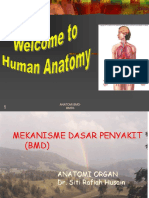 Anatomi Organ DR - Siti Rafiah Husain