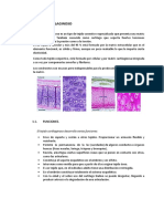 Informe Histo