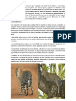 El Leopardo