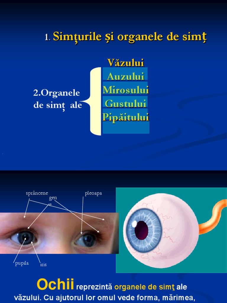 Organele de Simt | PDF