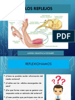 Neurofisiologia Reflejos