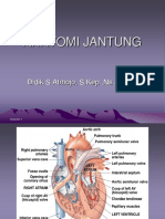anatomi-jantung