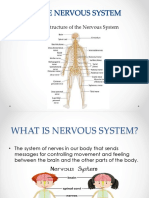 NERVOUS SYSTEM.pptx