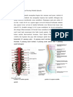 Anatomi Dan Fisiologi Medula Spinalis
