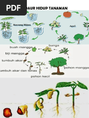 Daur Hidup Tanaman Pdf