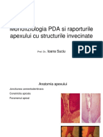 Morfofiziologia PDA Si A Raporturilor Apexului Cu Structurile