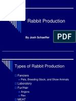 Rabbit Production