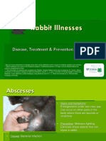 Rabbit Illnesses