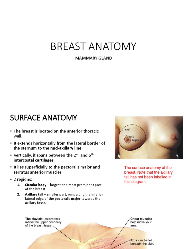 The Breasts - Structure - Vasculature - TeachMeAnatomy