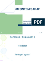 Anatomi Sistem Saraf