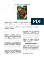FICHA TÉCNICA DE FRAMBUESA.pdf