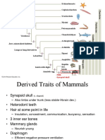 Mammals 1-post 16 (1).pptx