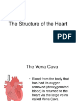 Structure of The Heart