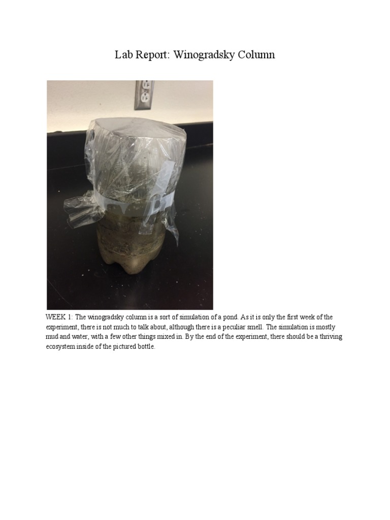 Lab Report Winogradsky Column PDF