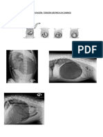 Dilatación Ó Torsión Gástrica en Caninos