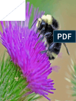 Bee On A Thistle