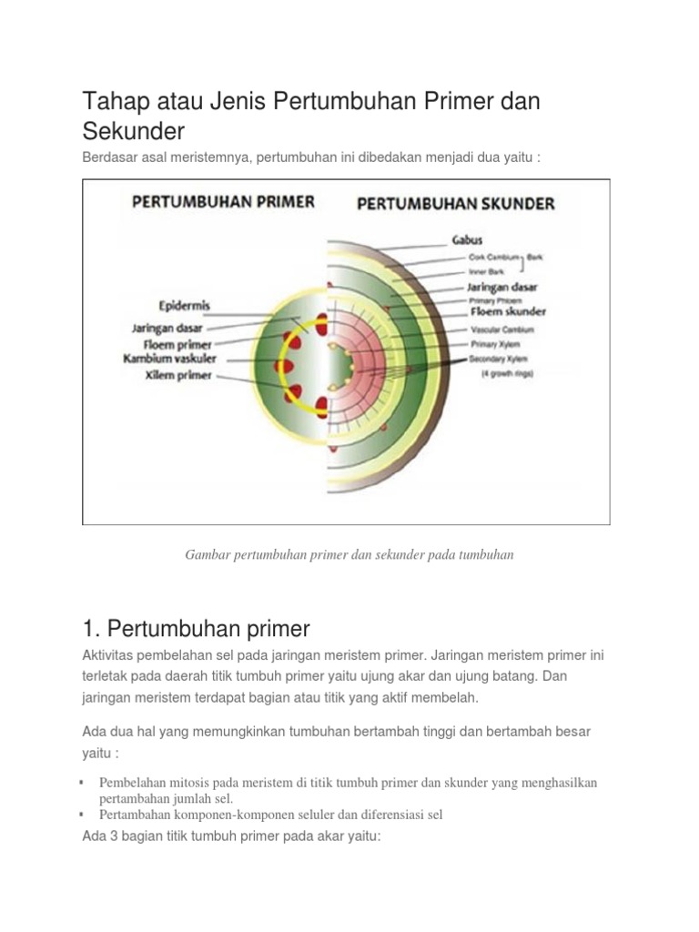 Penjelasan Lengkap Pertumbuhan Primer Dan Sekunder | PDF