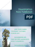 Transportasi Tumbuhan