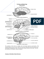 Anatomy and Physiology CVA