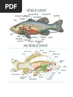 Male and Female Fish