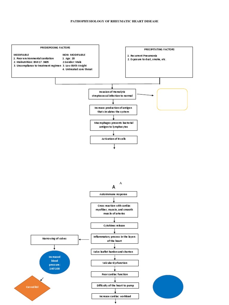 Pathophysiology of Rheumatic Heart Disease | Medical Specialties